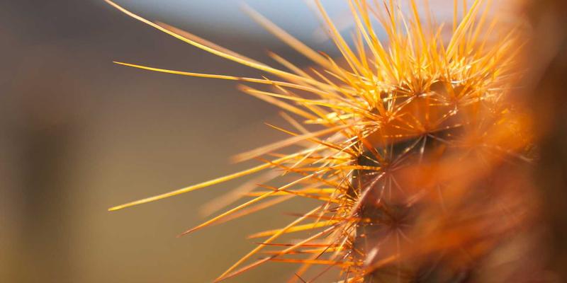 探秘中国苗族:从璀璨服饰到盛大节日的文化之旅