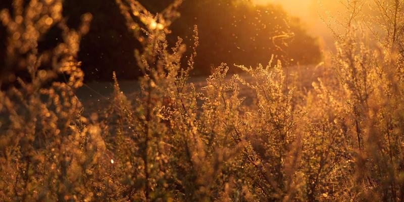 探秘黔东南：苗族银饰的千年回响与社区生态的现代传承