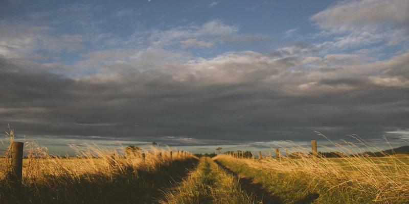苗族医药的千年智慧：《苗族药物集》中的草药识别与临床应用探秘