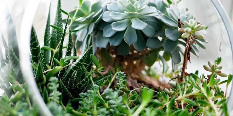 苗族历法与物候观测：解码中国苗族山地农耕的时间智慧与节日密码