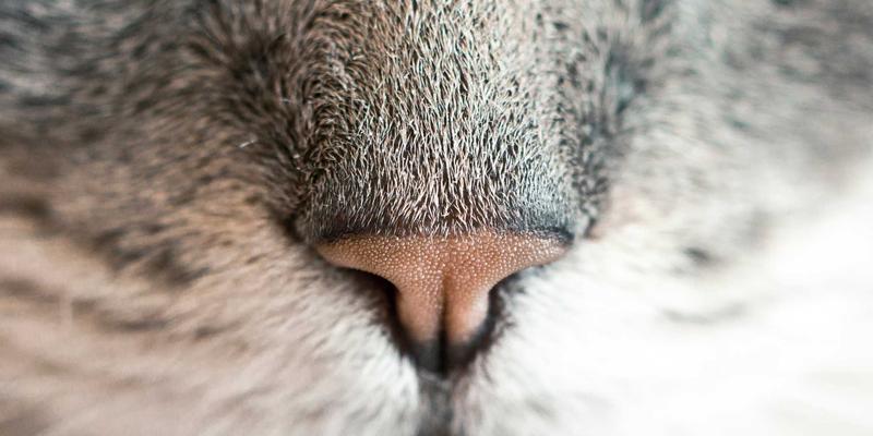 苗族吊脚楼建筑智慧：从干栏式民居到家族伦理的文化遗产