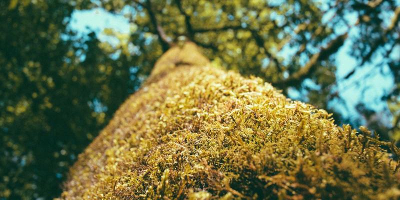 苗族“贾理”口传经典：解码中国苗族史诗、法典与哲学思想的活态传承