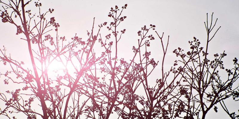 苗族鼓藏节：以鼓为魂的祖先祭祀与社区周期整合